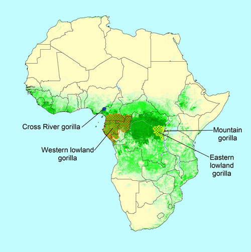 Map of the range of western gorillas