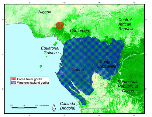 map of western gorilla distribution